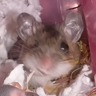File:Mousewink.png